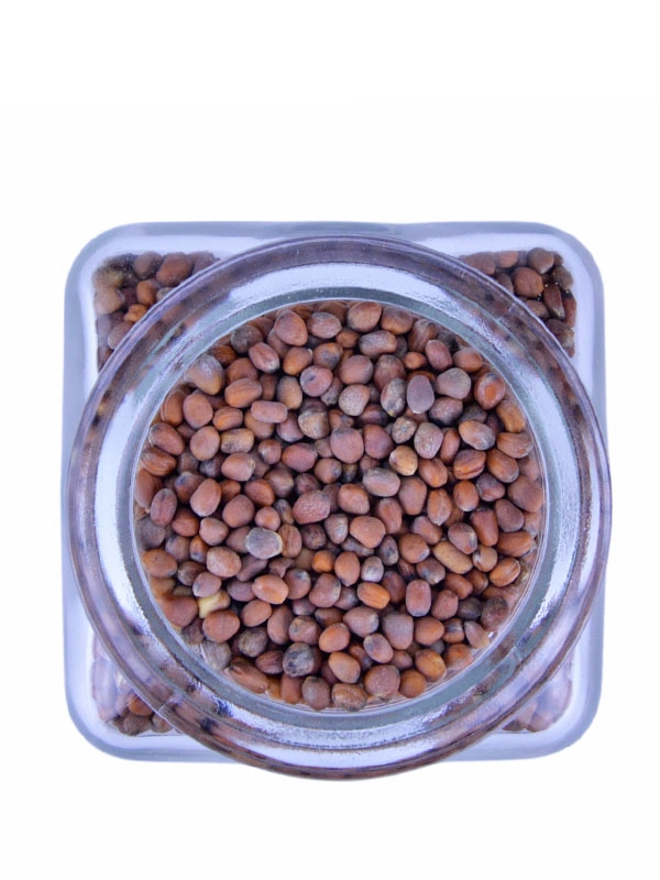 redkvicka-semienka-na-klicenie